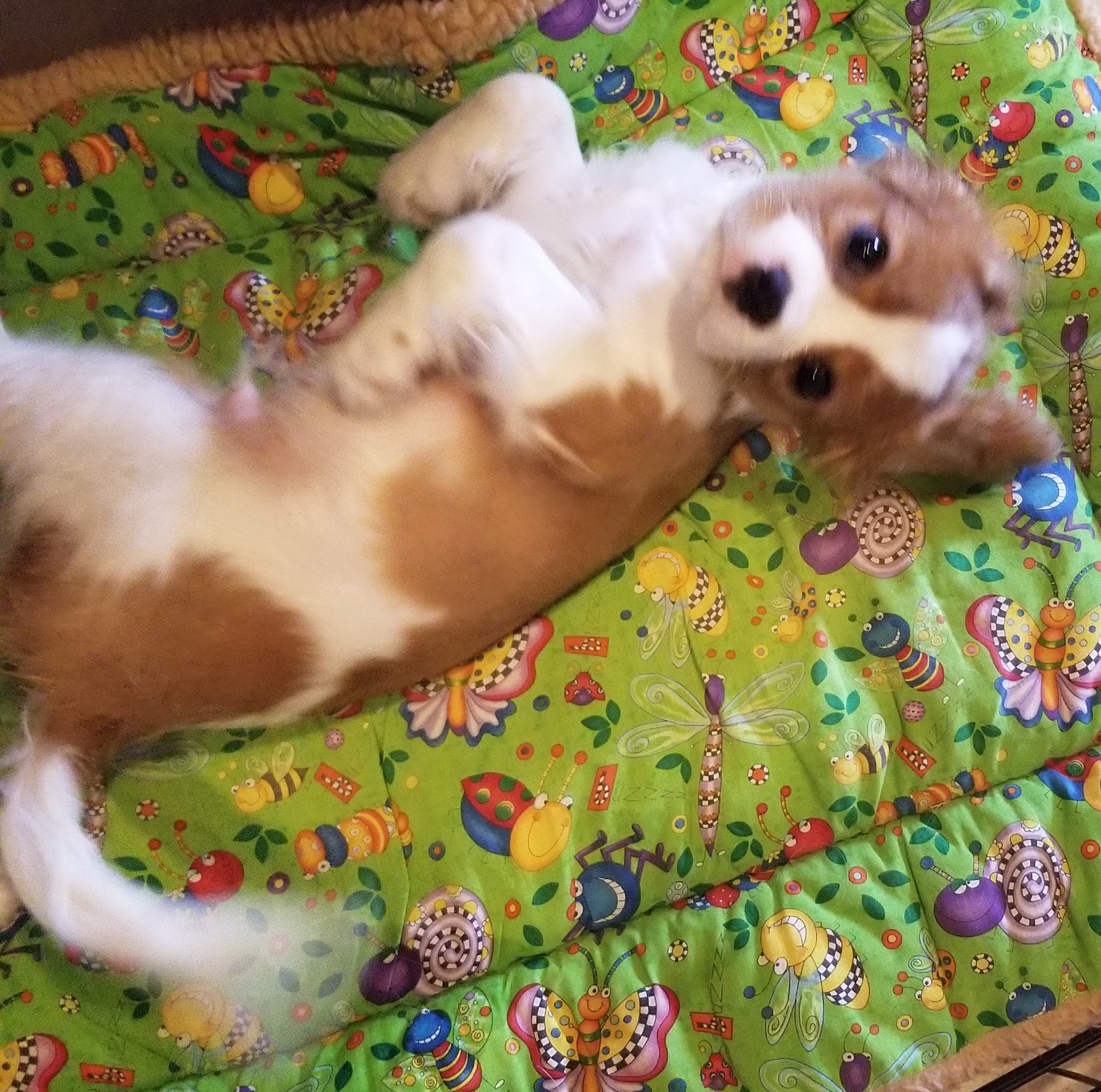 King Charles Cavalier Spaniels Puppy for Sale